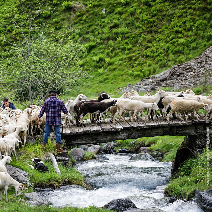 Laine de moutons des Pyrénées